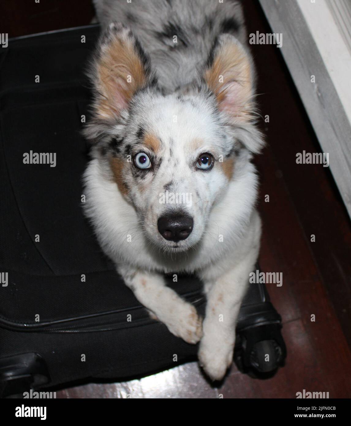 Ein australischer Shepherd Corgi Hybrid mit partieller Heterochromie Stockfoto