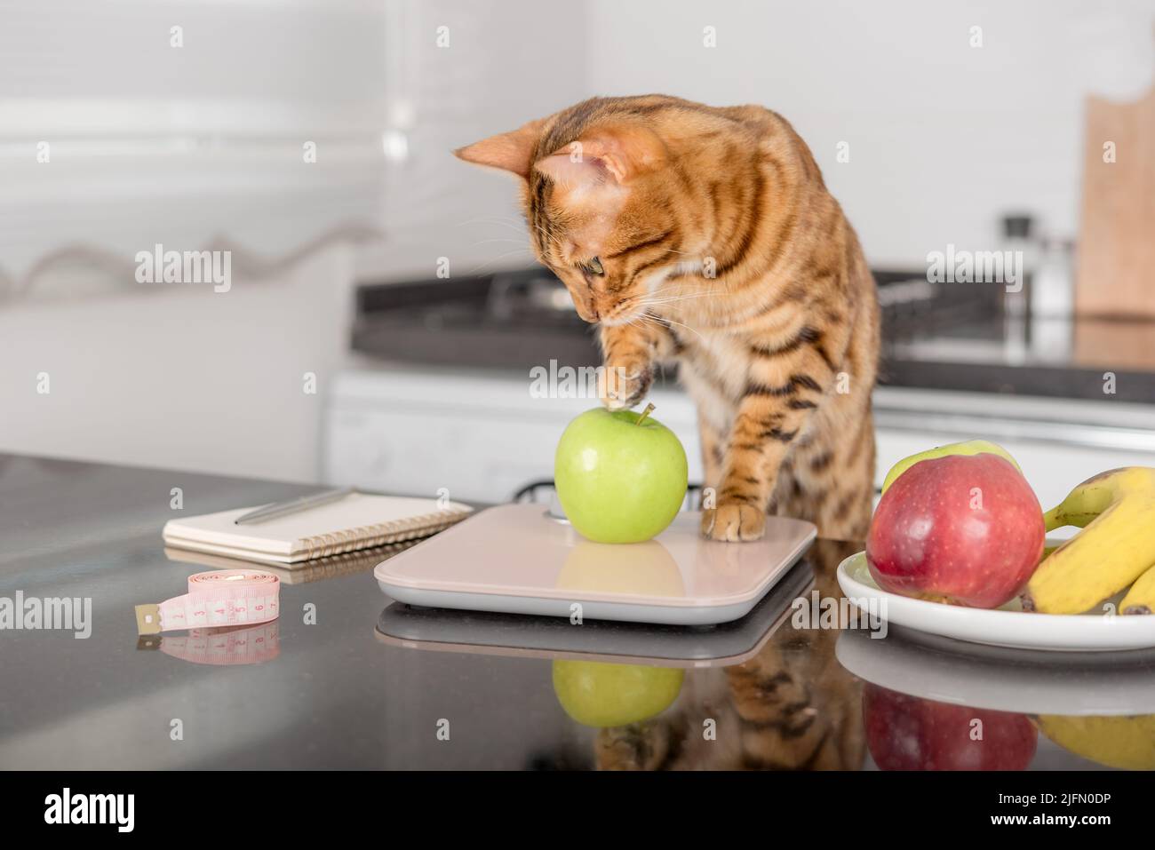 Bengalkatze wiegt einen Apfel auf einer Küchenwaage. Kalorienzählen zur Gewichtskontrolle. Stockfoto