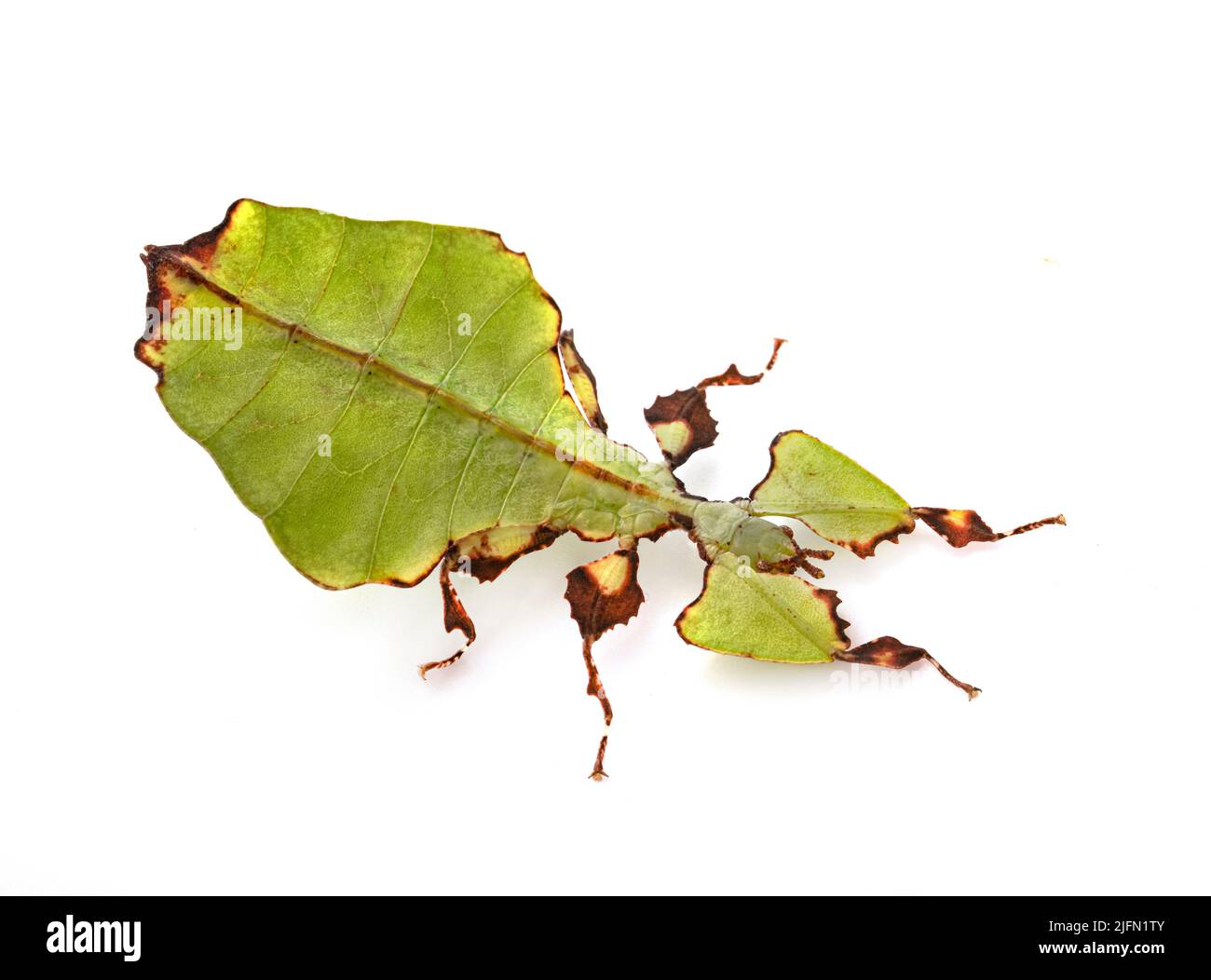 Stecken Sie Insekt vor weißem Hintergrund Stockfoto