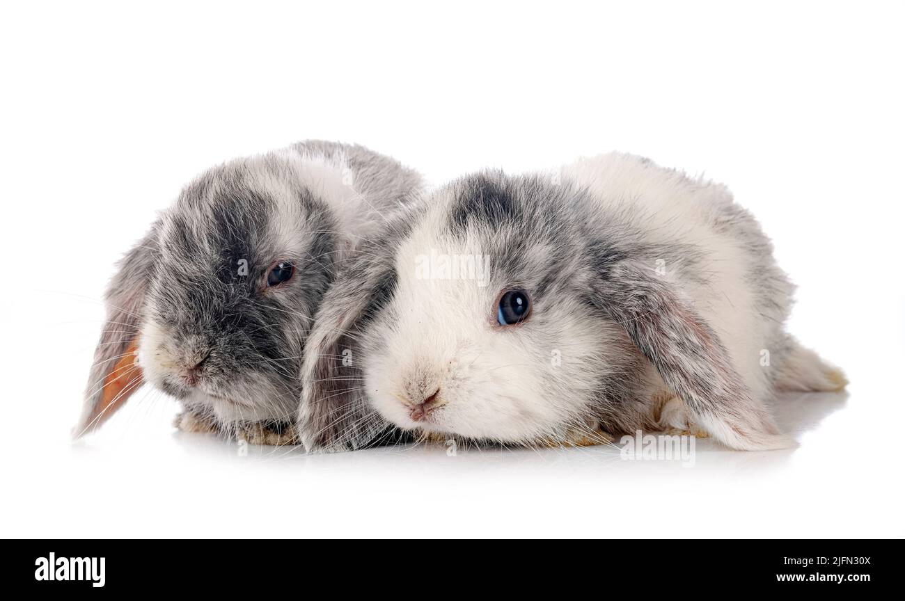 Mini-Lops vor weißem Hintergrund Stockfoto