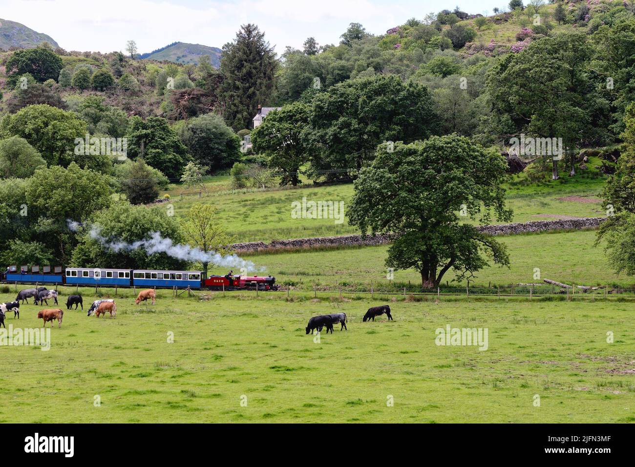 Ein Dampfzug der Ravenglass- und Eskdale-Personeneisenbahn, der an einem Sommertag in Cumbria England durch die Landschaft von Eskdale Green fährt Stockfoto