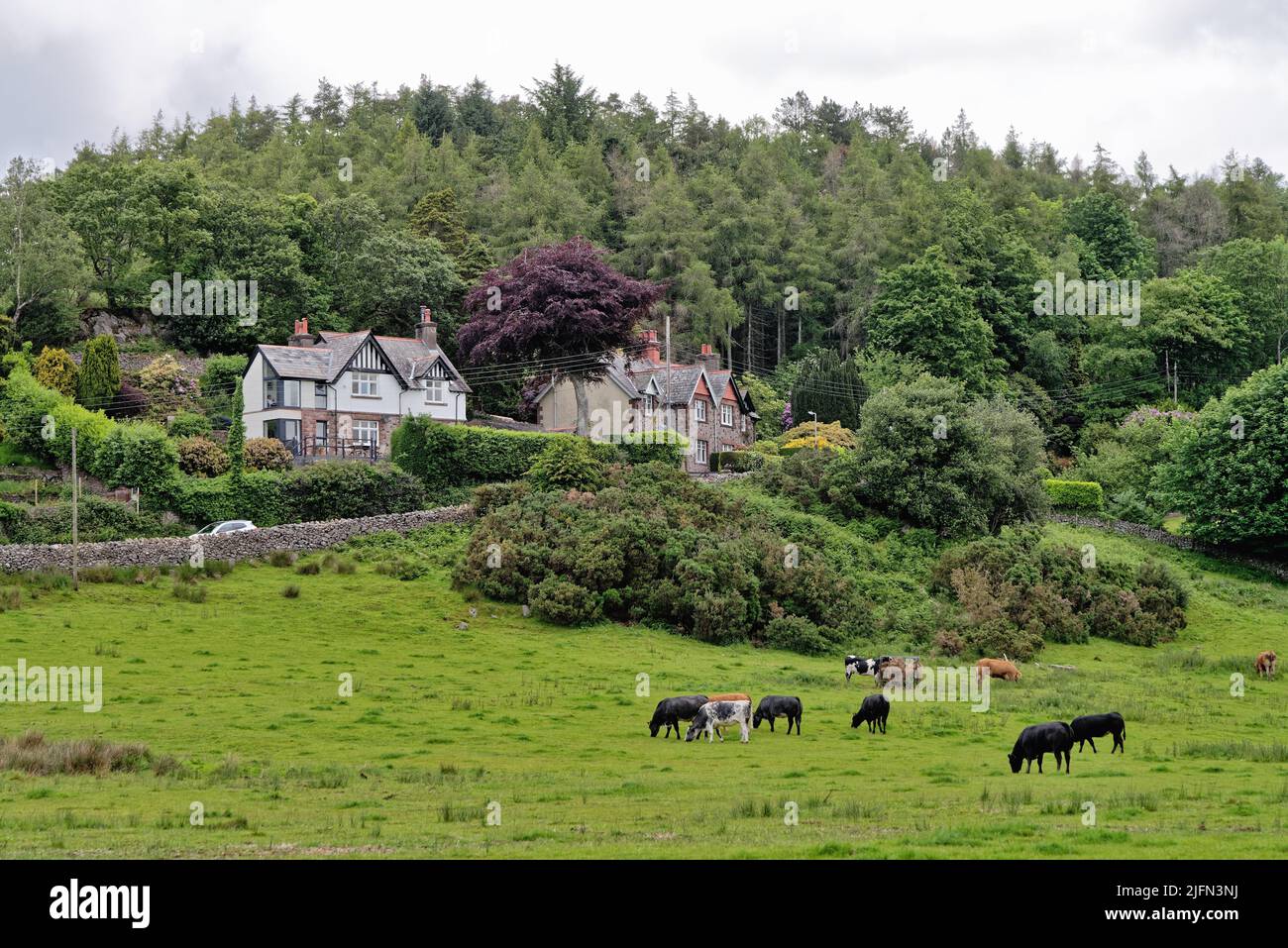 Weidevieh auf einer Sommerweide im Eskdale Green Village Lake District Cumbria England Stockfoto