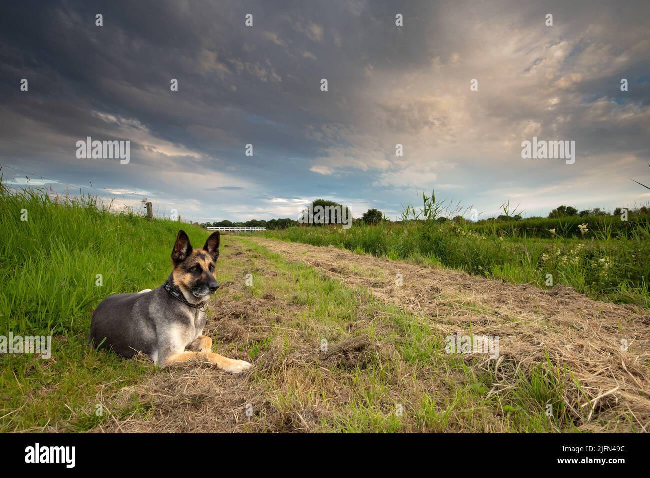 Nahaufnahme des Schäferhundes, der entspannt im langen frischen grünen Gras in einer Drenthe-Landschaft während des Sonnenuntergangs mit schönen Schleierwolken und Weiß liegt Stockfoto