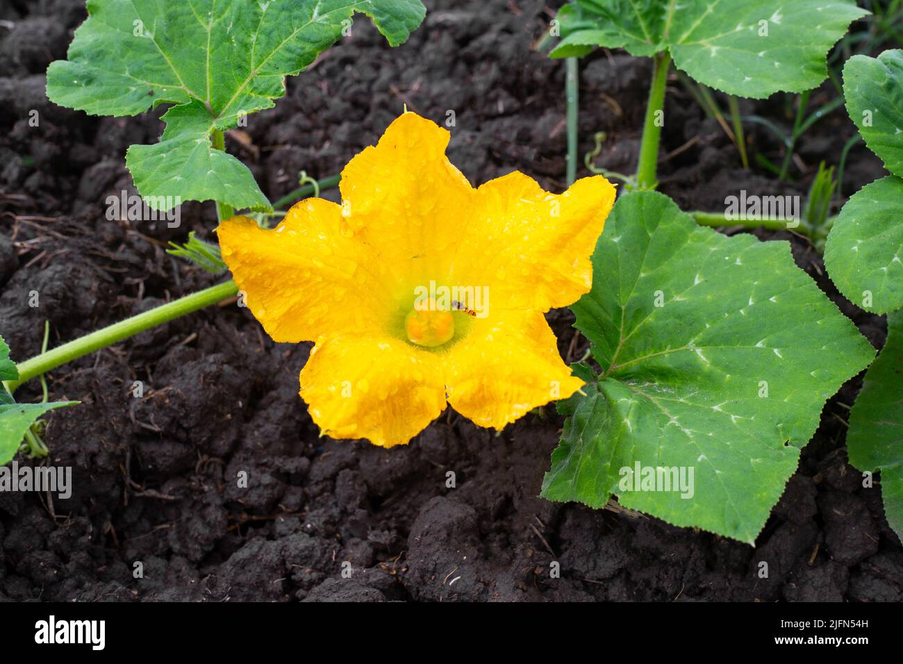 Eine gelbe Blume auf einem Kürbisbusch wird von Insekten bestäubt. Gemüse im Garten anbauen. Stockfoto