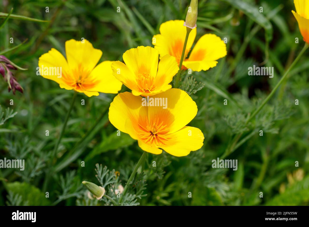 Kalifornischer Mohn, der in einem Garten in Sussex, Großbritannien, wächst Stockfoto