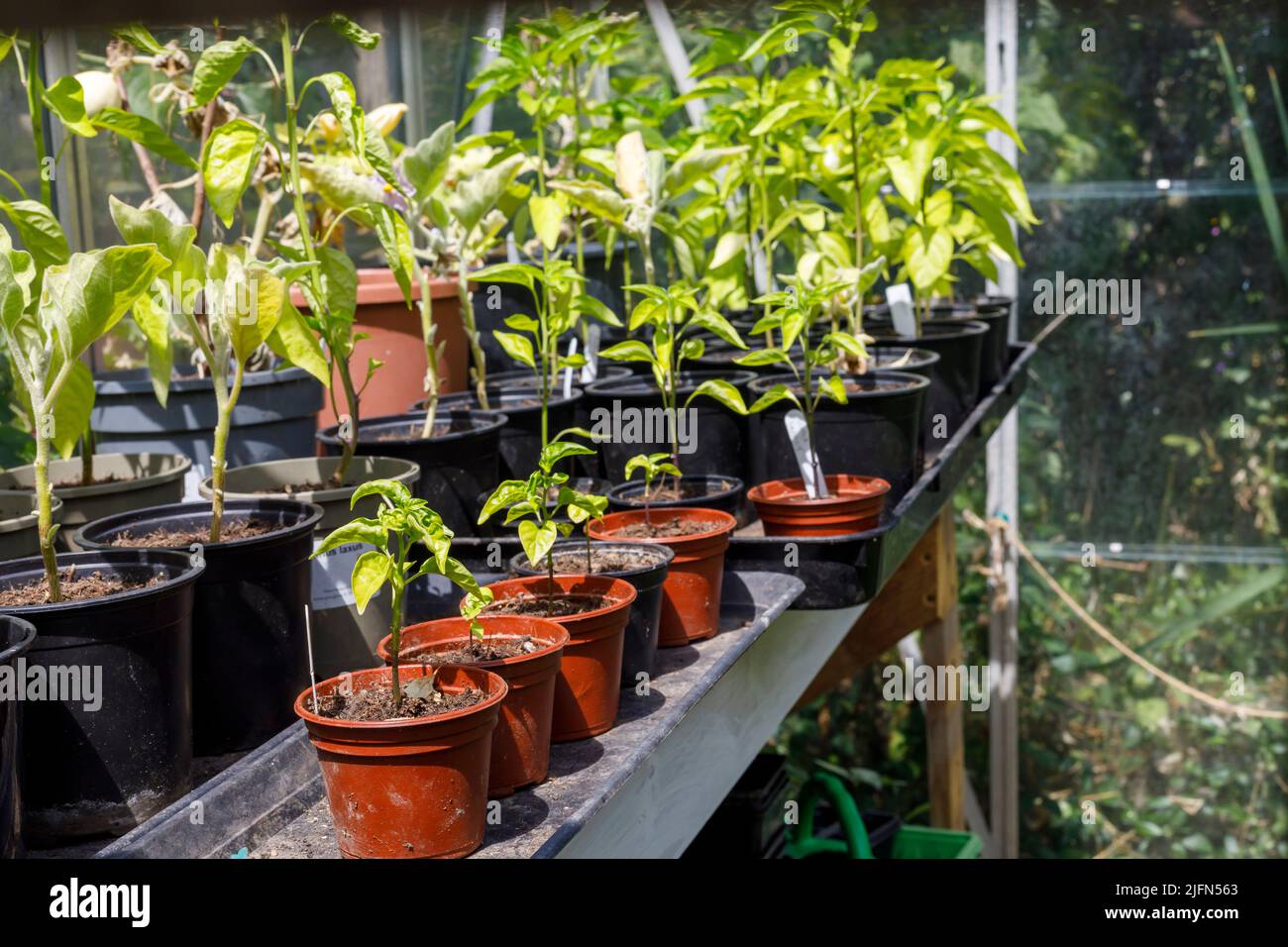 Gemüse und Obst in einem Gewächshaus in Sussex, Großbritannien Stockfoto