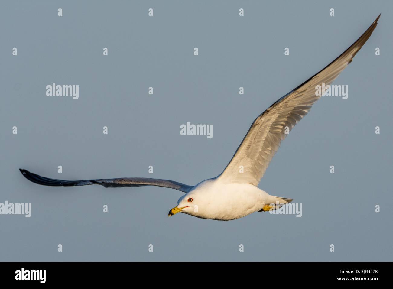 Eine Ringelschnabelmöwe, Larus delawarensis, die von der Morgensonne beleuchtet wird, während sie über dem Lake Michigan in Grand Haven, Michigan, fliegt. Stockfoto