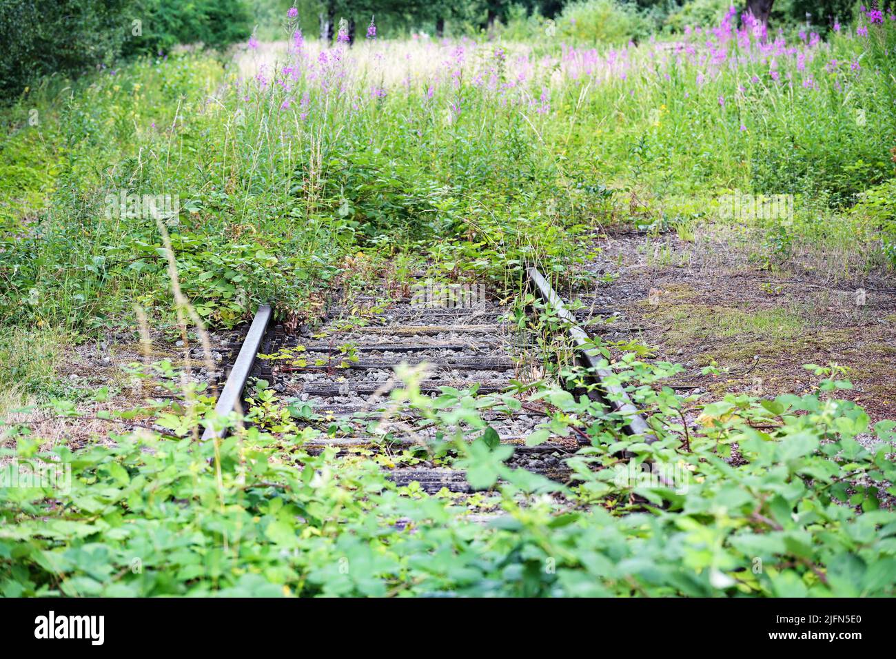 Stillliegende Eisenbahnstrecke überwuchert mit Büschen und Wildblumen, trauriges Beispiel für reduzierten öffentlichen Verkehr in ländlichen Gebieten, Kopierraum, ausgewählter Fokus, narr Stockfoto