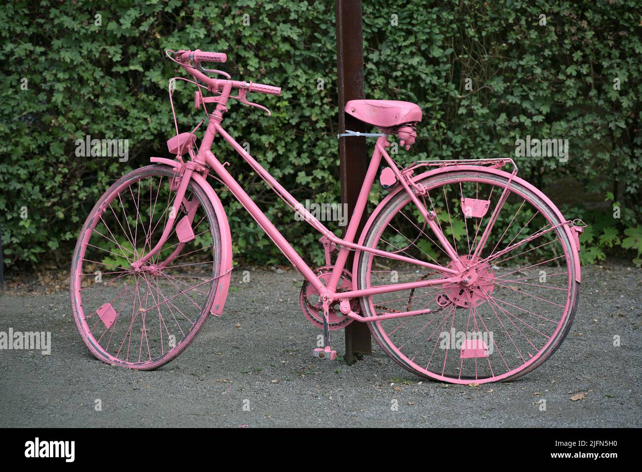 Pink lackiertes Fahrrad mit flachen Reifen als Dekoration vor einer Hecke, ausgewählter Fokus Stockfoto