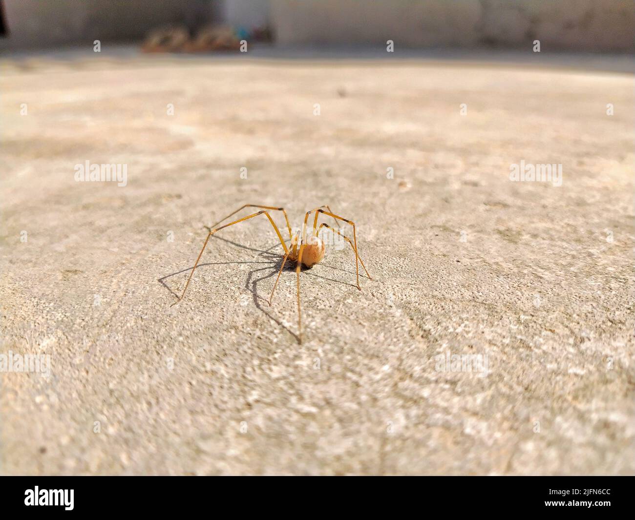 Eine Nahaufnahme einer geernteten Spinne mit langen Beinen auf dem Boden an einem sonnigen Tag Stockfoto
