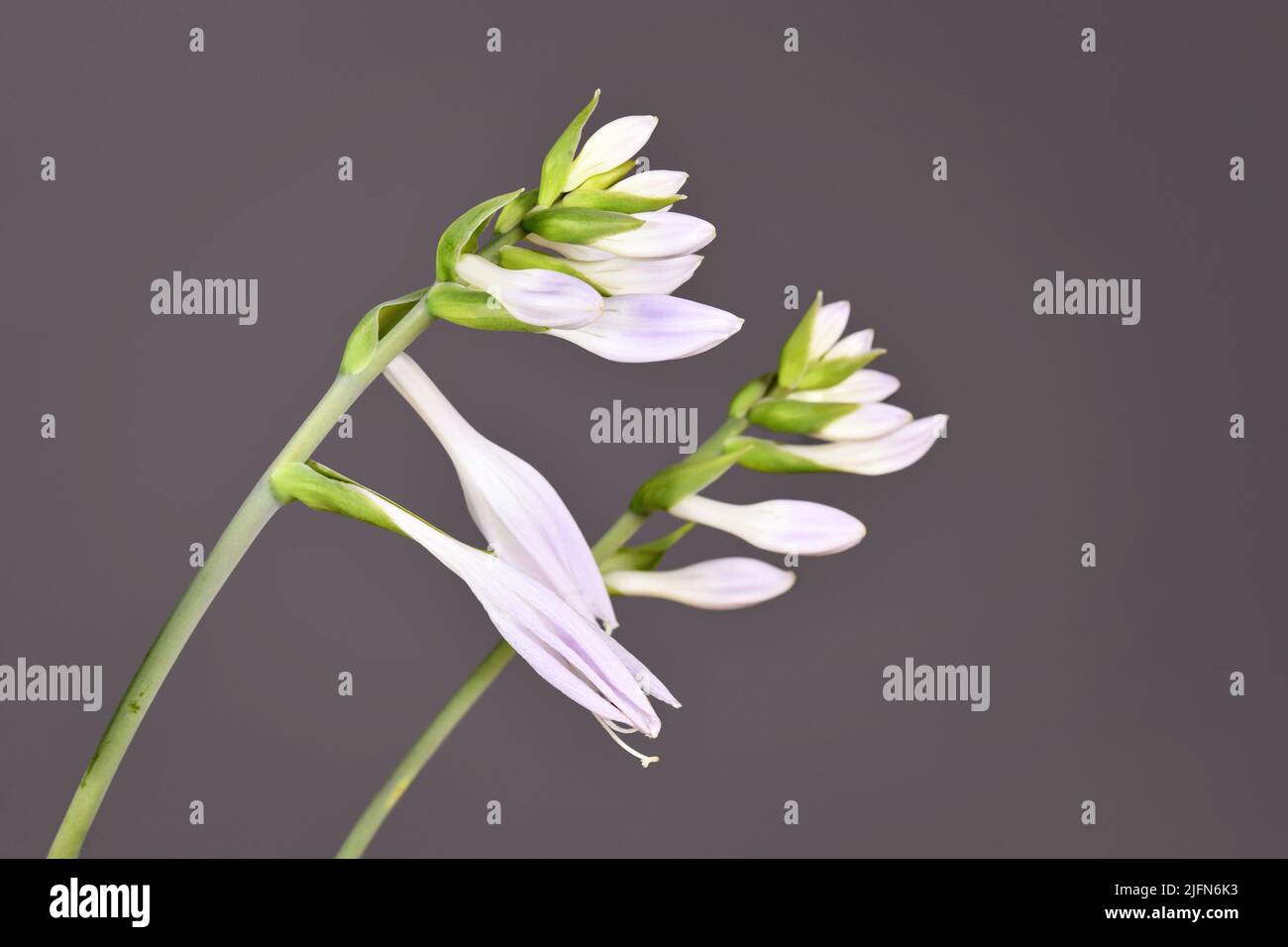 Blühende Blüten der Hosta Gartenpflanze auf grauem Hintergrund Stockfoto