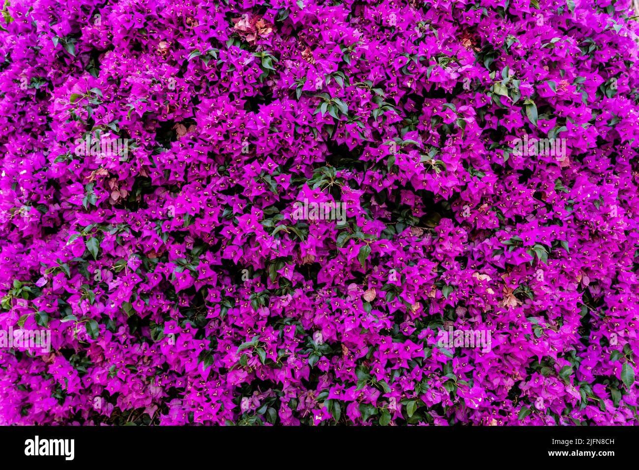 Bougainvillea Rosa Pilar blüht. Wand voll mit dieser schönen Pflanze dekoriert. Stockfoto
