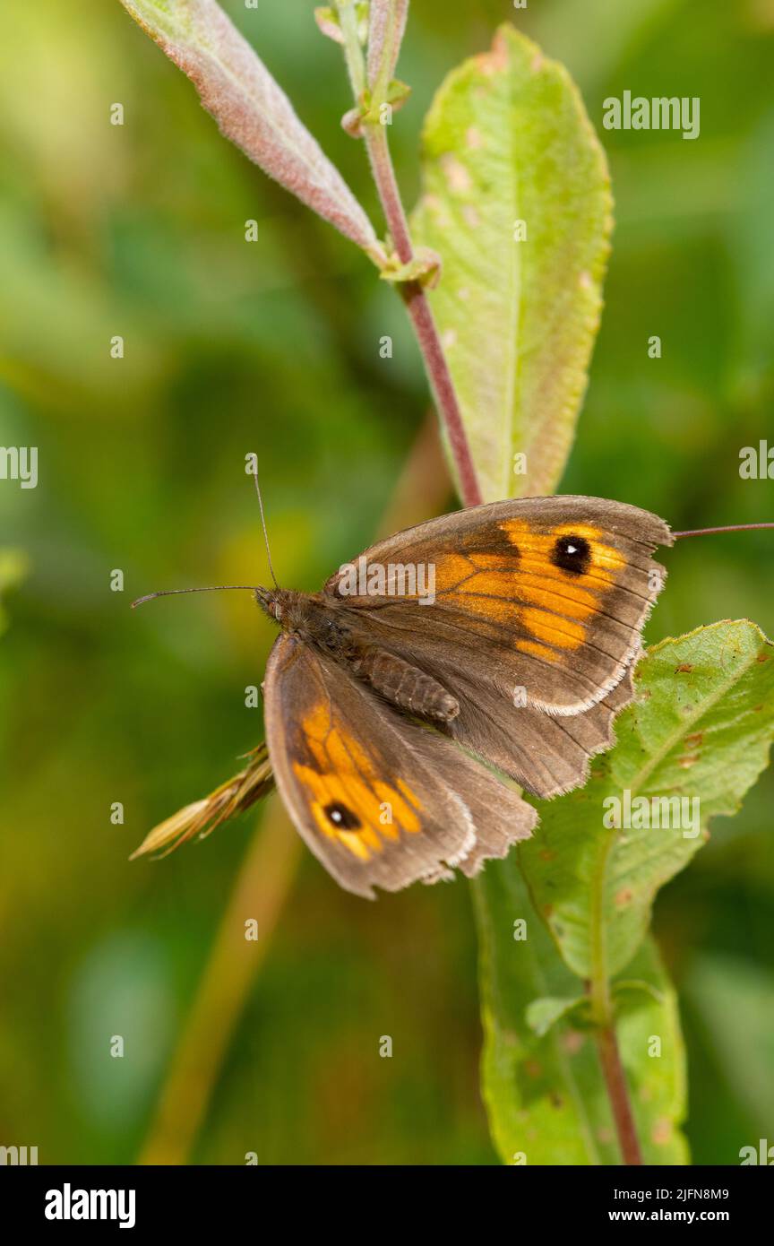 Weibliche Wiese braunen Schmetterling ruht auf Weidensappling Stockfoto