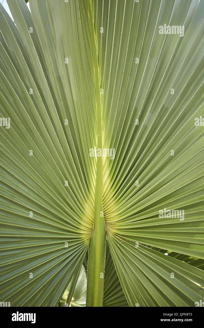 Grünes Palmenblatt der Talipot-Palme (Corypha umbraculifera L.) Stockfoto