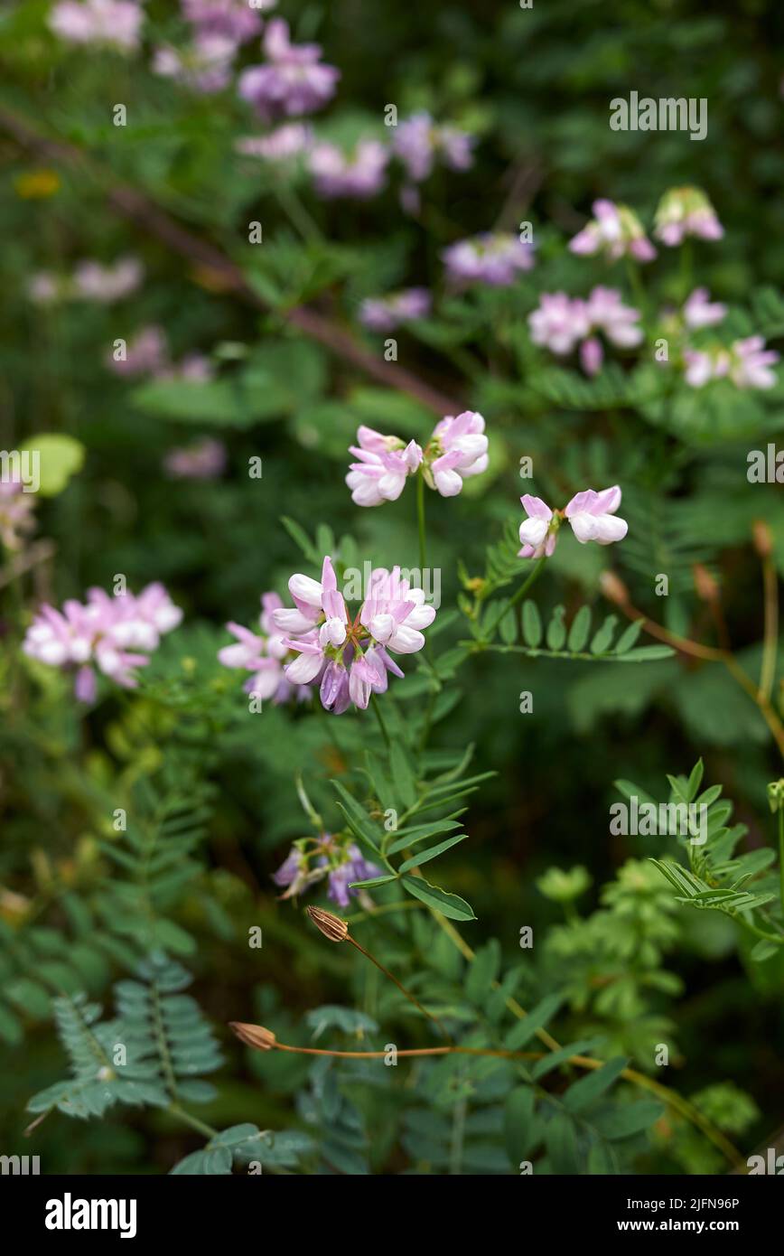 Securigera varia in Blüte Stockfoto