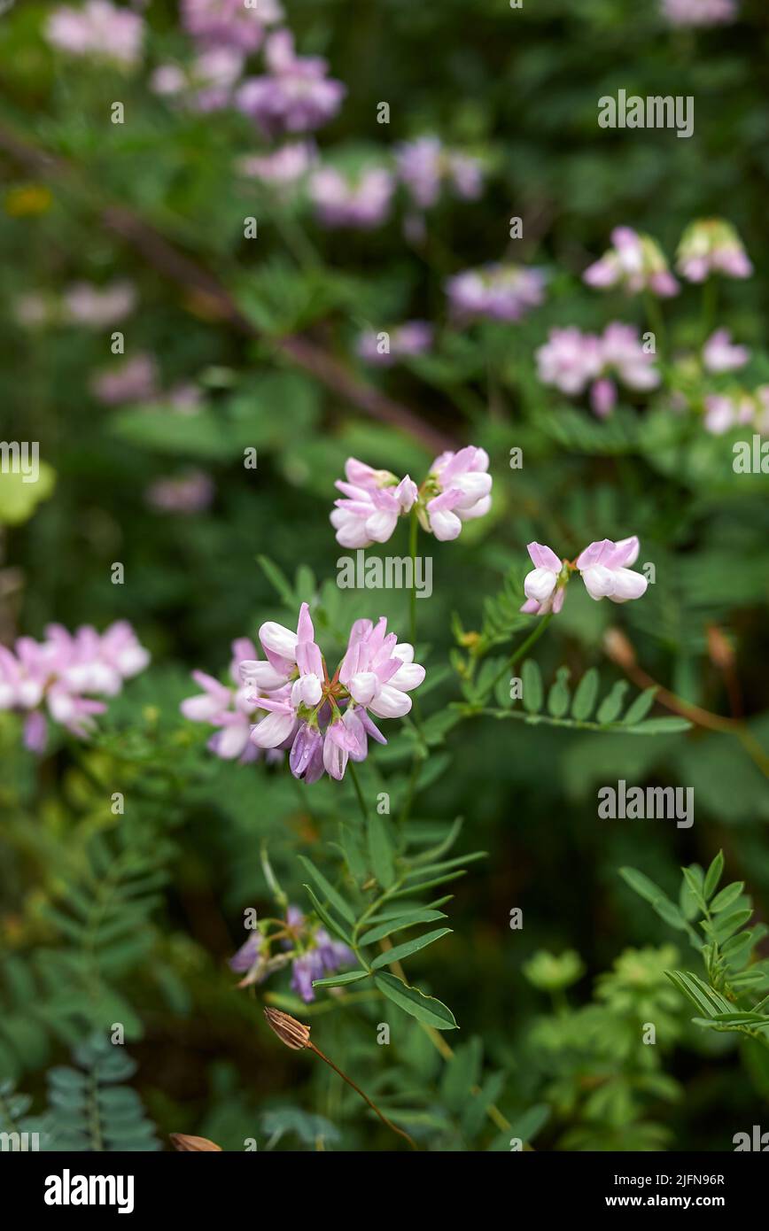 Securigera varia in Blüte Stockfoto