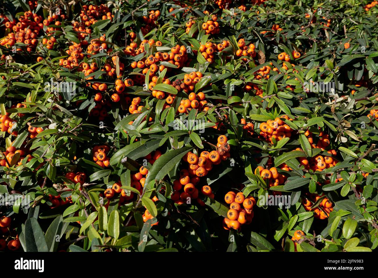 Pyramicantha angustifolia Zweig aus nächster Nähe Stockfoto