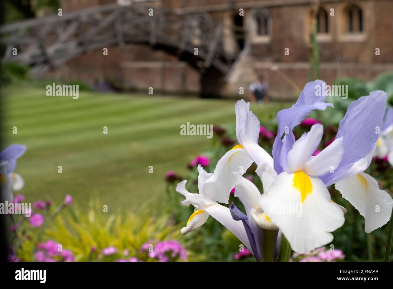 Mathematical Bridge Cambridge in England, Großbritannien Stockfoto