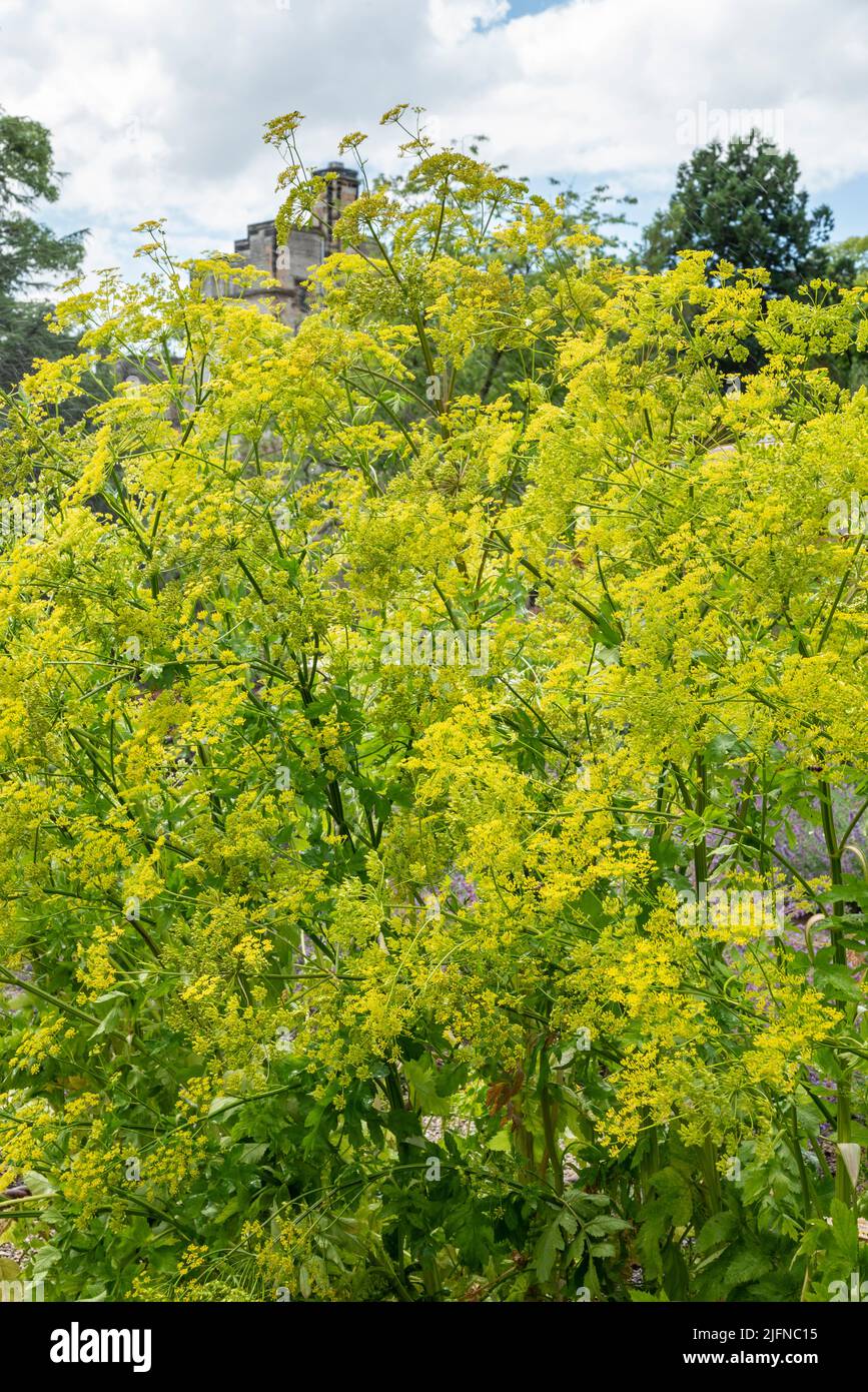 Pastinak-Pflanzen in einem Gemüsegarten gingen im Hochsommer zum Samen. Stockfoto