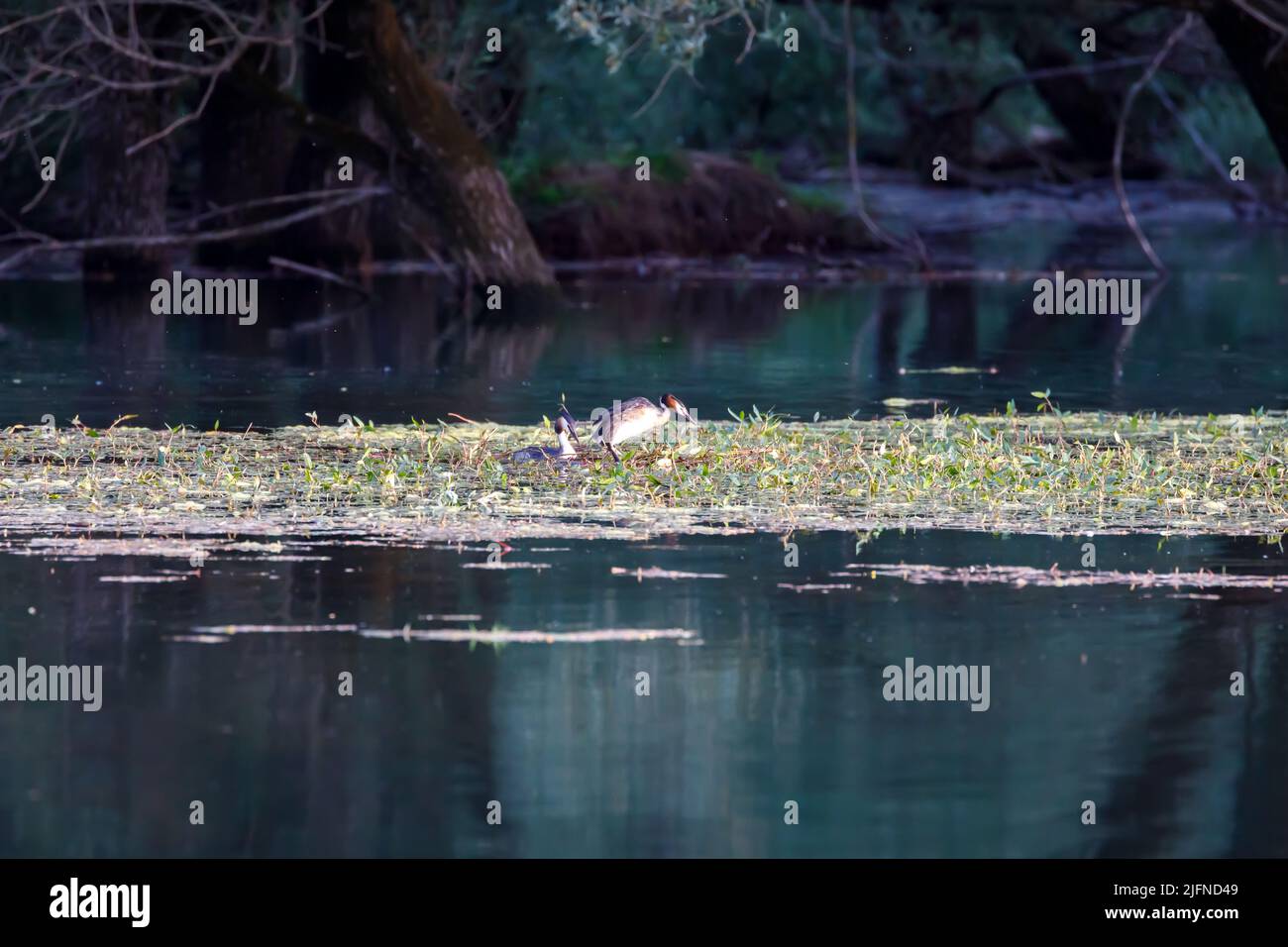 Der Großregentaucher ist ein Vogel, der Süßwasserteiche bevorzugt, es ist eine teilweise sitzende und brütende Art in Seen. Auf dem Kopf steht ein Dou Stockfoto