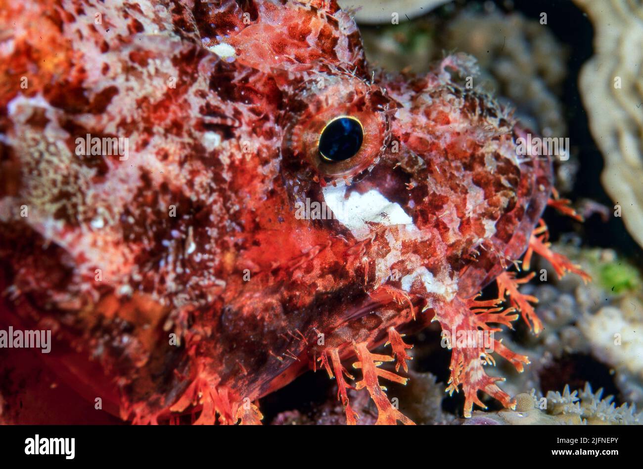 Nahaufnahme eines Zwerglionfisches (Dendrochirus sp.) aus Bunaken, Nord-Sulawesi, Indonesien. Stockfoto