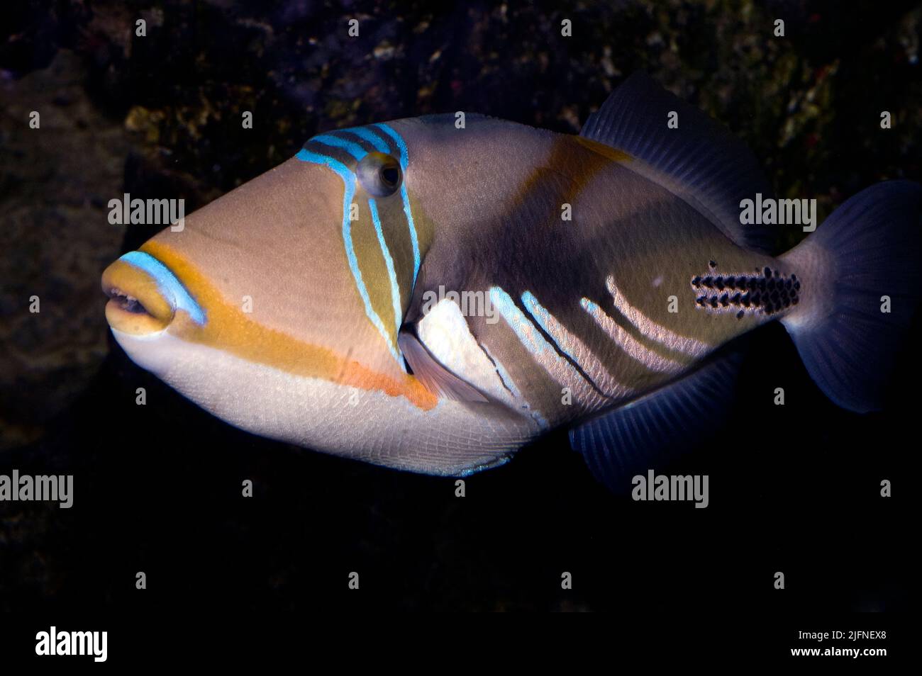 Picassofish - auch bekannt als Humuhumu - Rhinecanthus aculeatus. Stockfoto