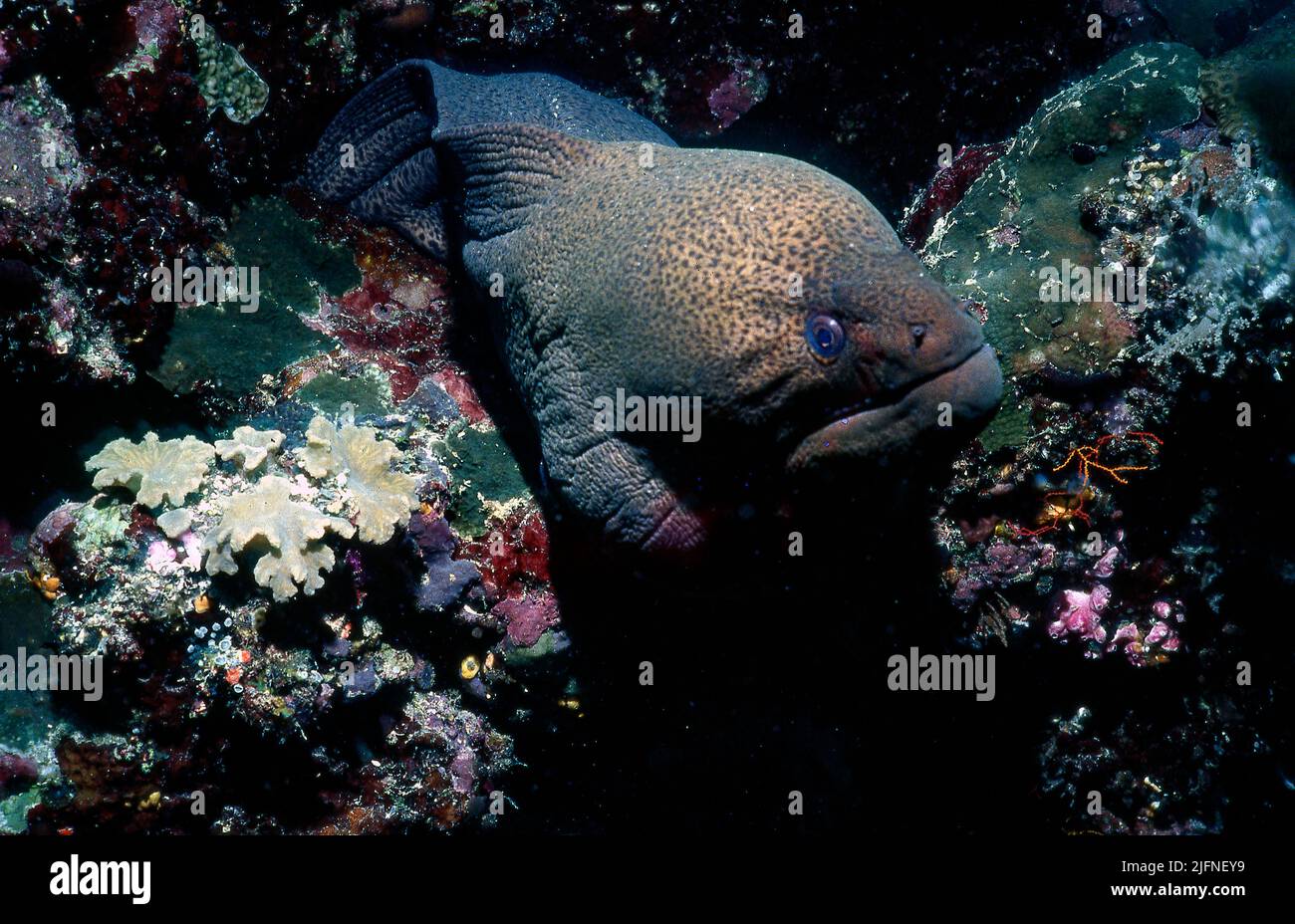 Der Riese Morey Eel (Gymnothorax javanicus) stammt aus Kurumba Island, den Malediven. Stockfoto