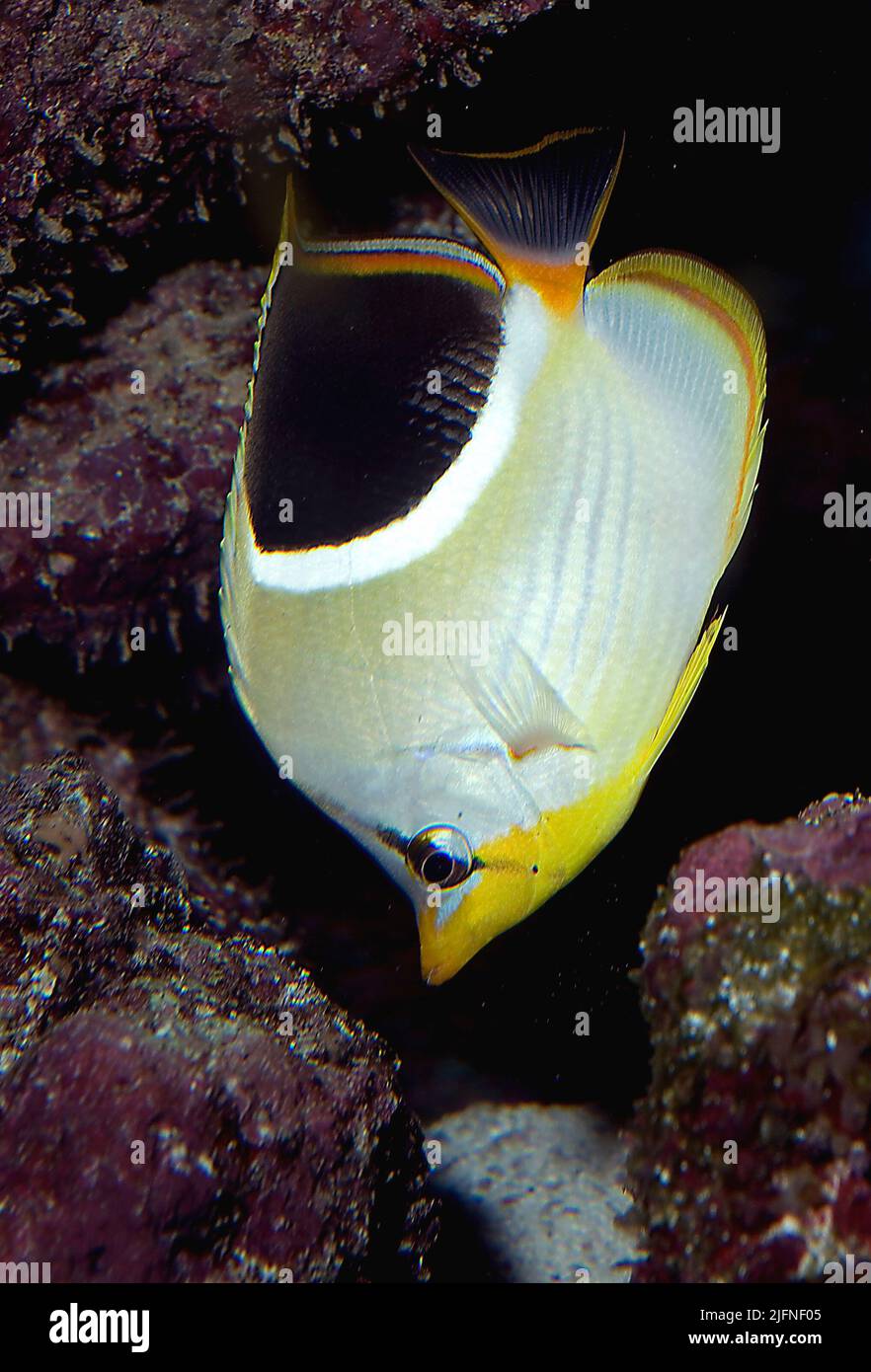 Gesattelte Schmetterlingsfische, Chaetodon ephippium Stockfoto