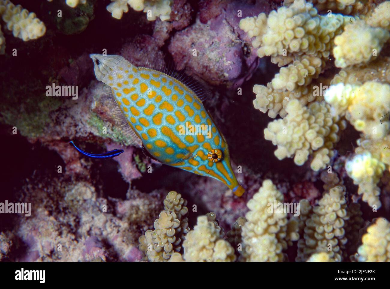 Harlequin-Filefish (Oxymonacanthus longirostris) aus Kuredu., den Malediven. Beachten Sie die kleinen sauberen Fische (Labroides), die Parasiten auf dem Filef suchen Stockfoto