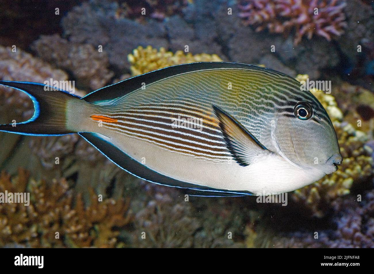 Sohal Surgeonfish, Acanthurus sohal. Stockfoto