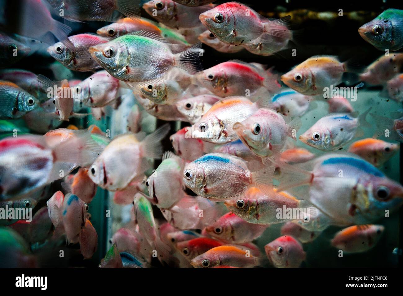 Kleine bunte Fische in einem Pool, Kunming, Yunnan, China Stockfoto