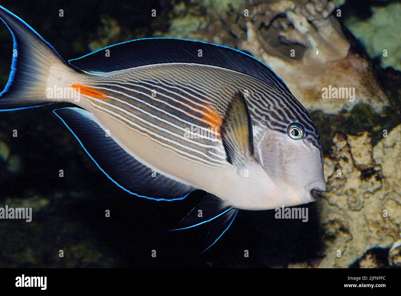 Sohal Surgeonfish, Acanthurus sohal. Stockfoto