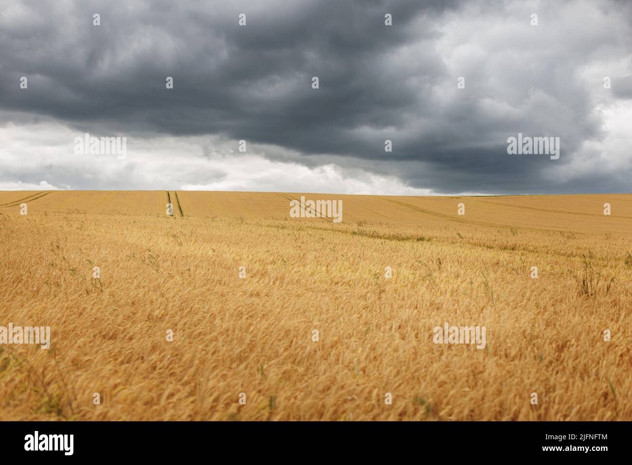 Breiter Schuss eines goldgelben Feldes voller Gerstenernte gegen einen dramatischen bewölkten Himmel Stockfoto