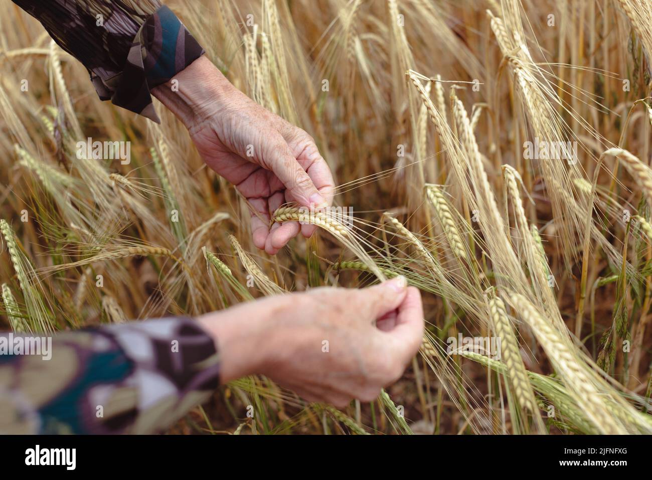 Nahaufnahme der Hände, die zeigen, wie Gerstenohren in einem Gerstenfeld in Wiltshire aussehen. Gerste enthält viele wichtige Nährstoffe. Stockfoto