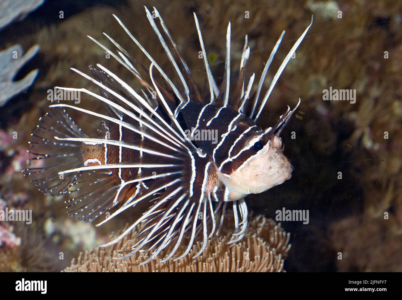 Clearfin-Löwenfisch, Pterois radiata, aus dem Roten Meer. Stockfoto
