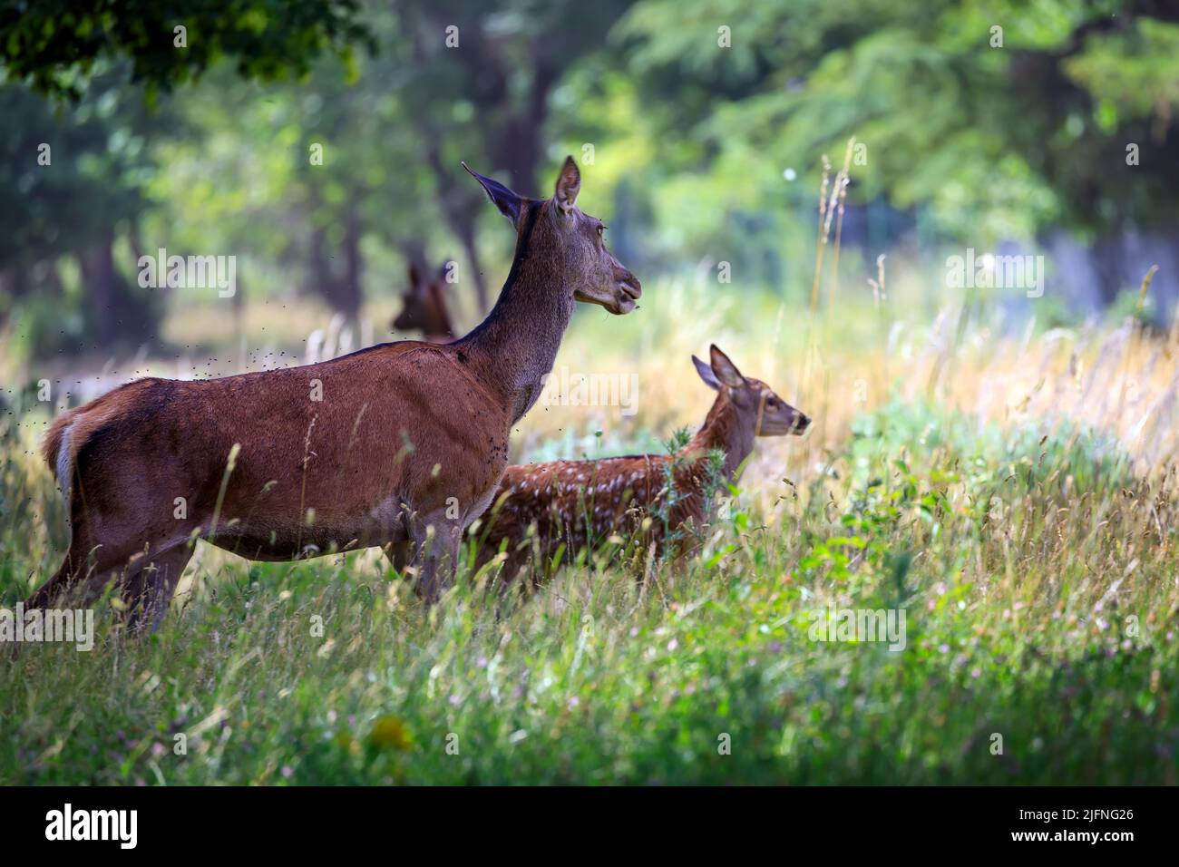 Die Doe-Mutter mit ihrem Jungen grast das Gras im Wald und ist immer vorsichtig, mögliche Raubtiere zu erkennen. Stockfoto