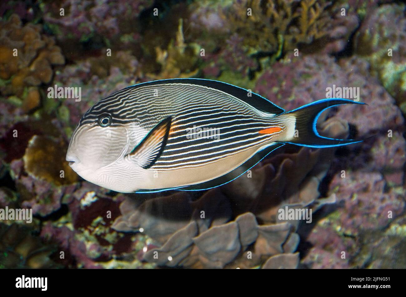 Sohal Surgeonfish, Acanthurus sohal. Stockfoto