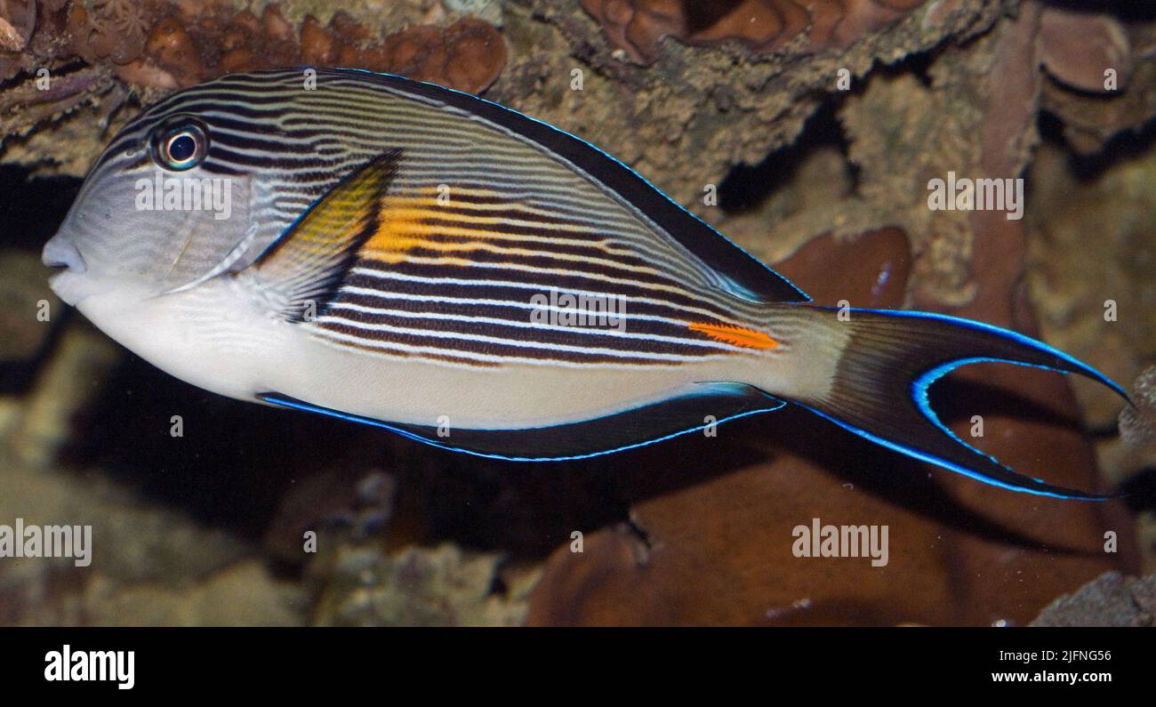 Sohal Surgeonfish, Acanthurus sohal. Stockfoto