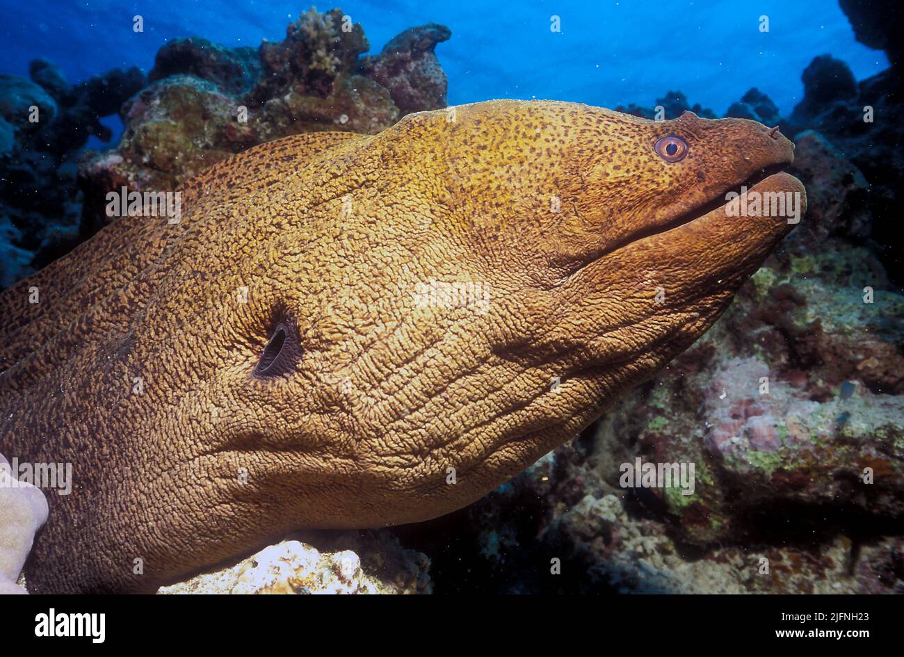 E der Riese Morey Eel (Gymnothorax javanicus) kann 2,5 Meter lang werden. Foto vom Great Barrier Reef, Australien. Stockfoto