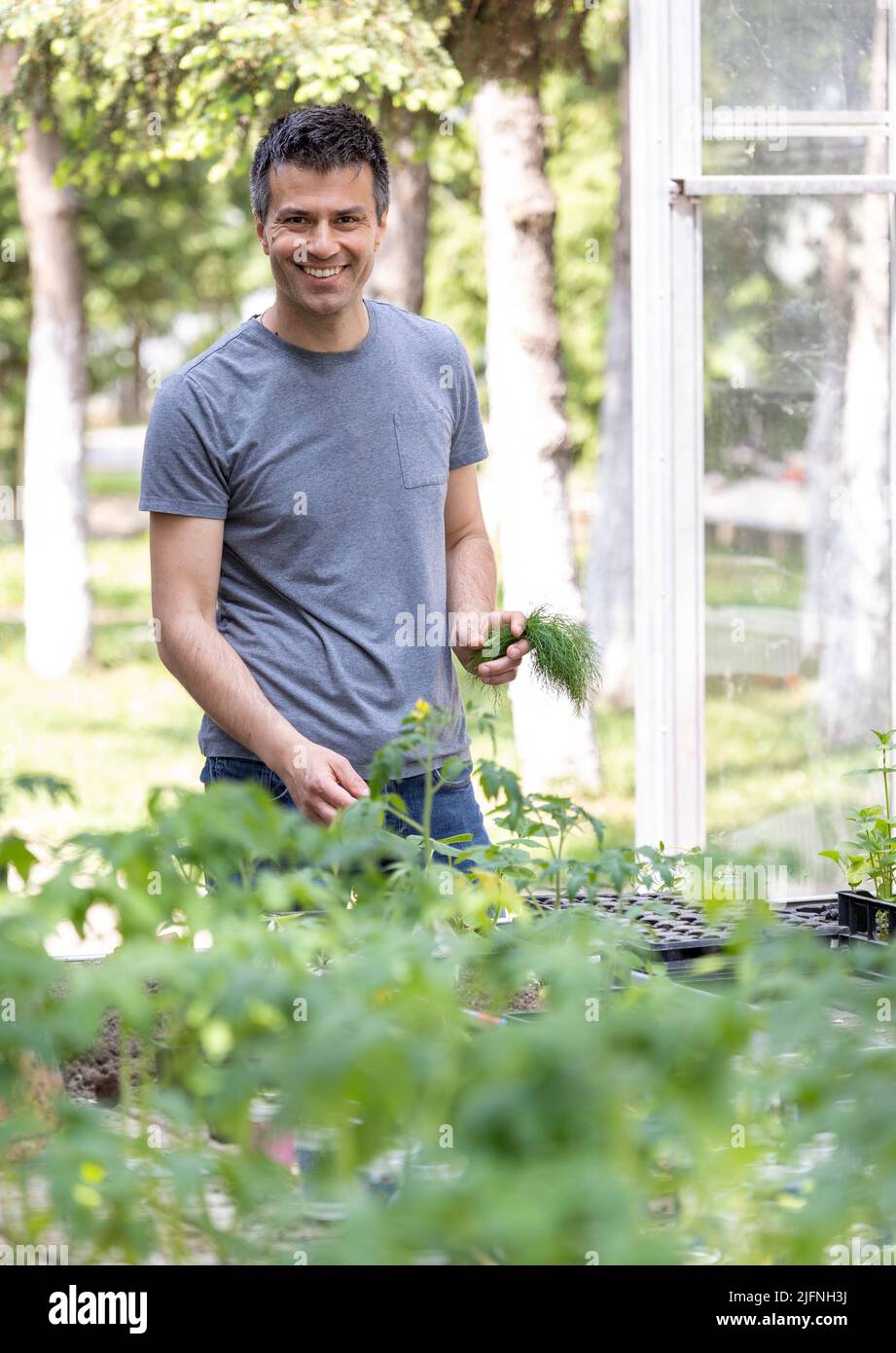 Ein gutaussehender lächelnder Bauer, der auf der Plantage vor dem Gewächshaus steht und im Frühling die Gemüsepflanzen und Kräuter im Garten kontrolliert Stockfoto