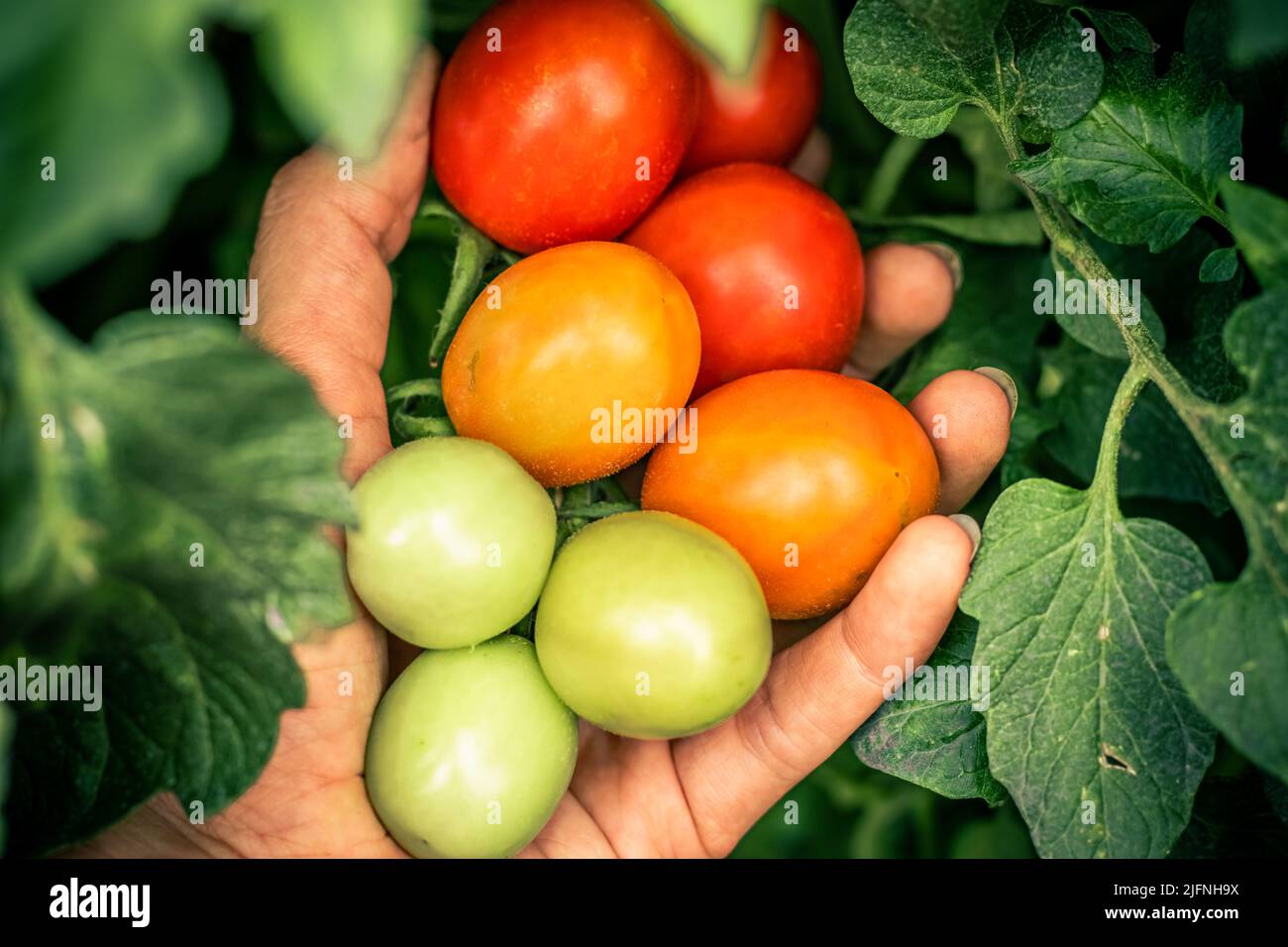 Farmer Hand hält und zeigt den Wachstumsprozess der grün orange roten Tomaten Stadien im Garten. Stockfoto