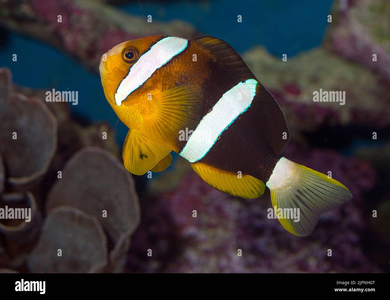 Clarks Anemonefisch, Amphiprion clarkii. Stockfoto