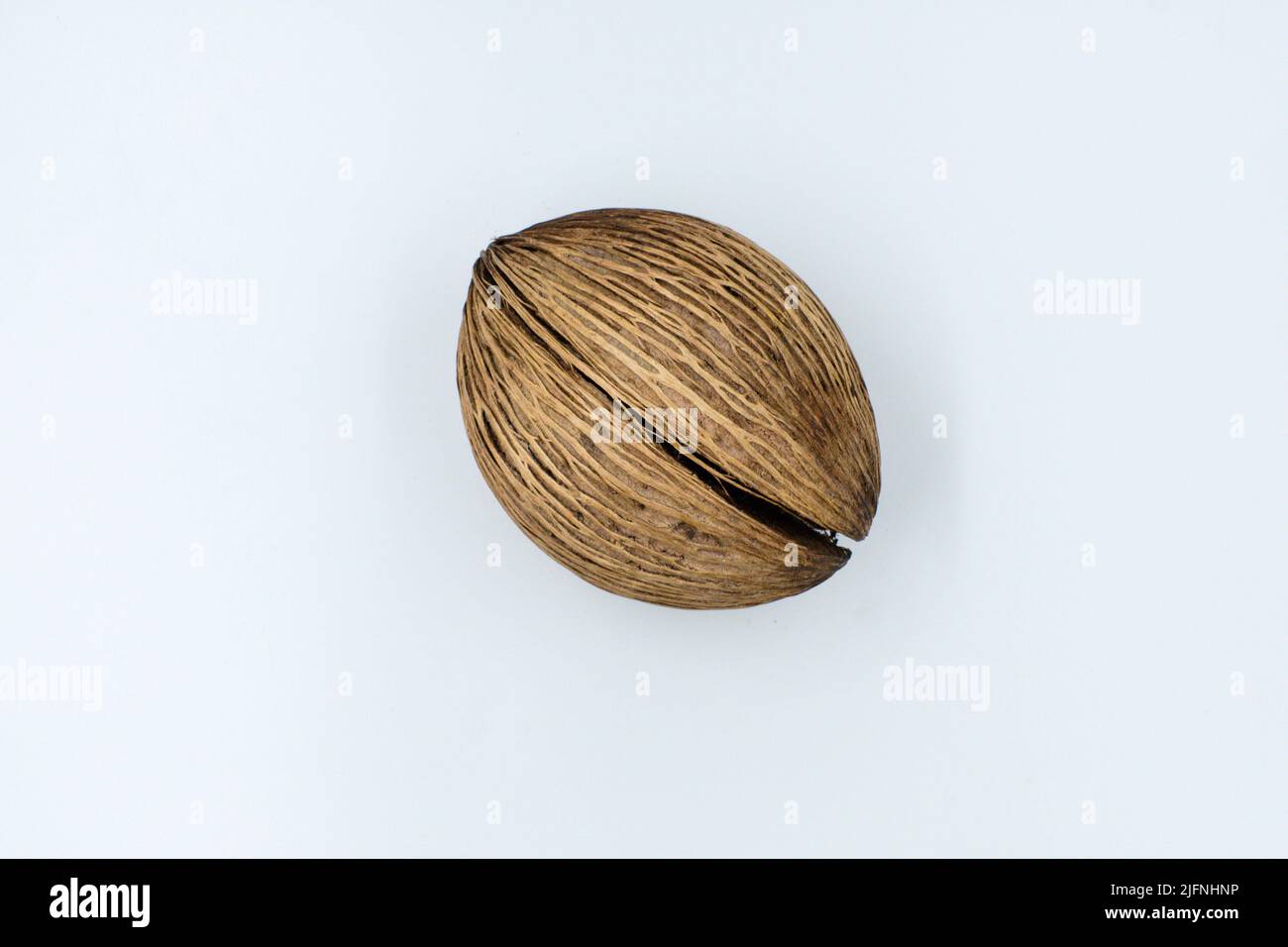 Trockener Suizidbaum auf weißem Hintergrund Stockfoto