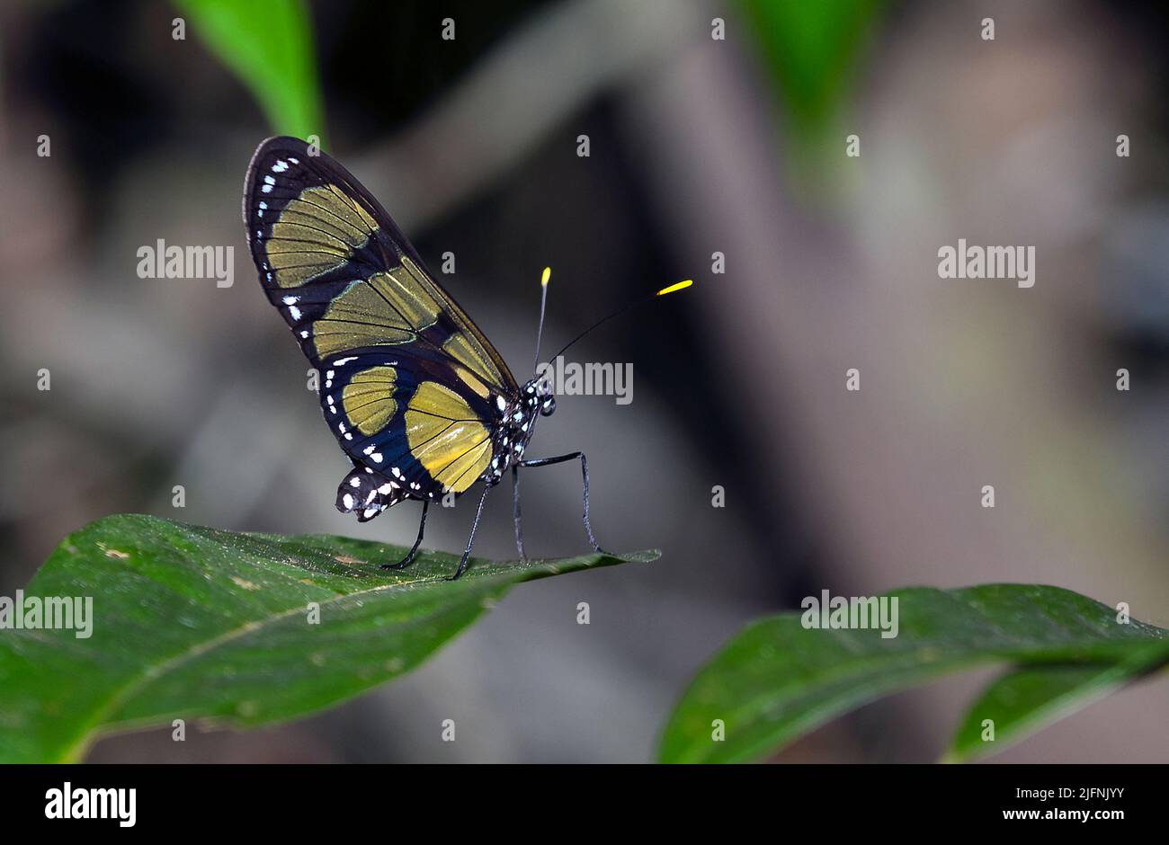 Der Schmetterling Methona confusa aus dem Regenwald von Rio Cristalino, südlicher Amazonas, Brasilien. Stockfoto