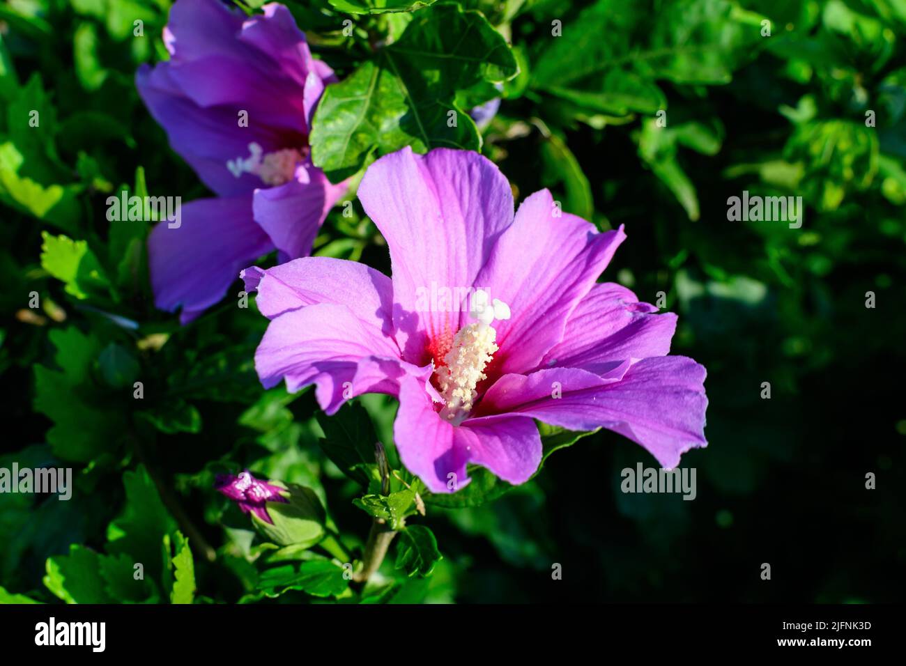 Rosa zarte Blume des Cornus kousa-Baumes, allgemein bekannt als ousa, kousa, chinesisches, koreanisches und japanisches Dogwood, und grüne Blätter in einem Garten in einer Sonne Stockfoto