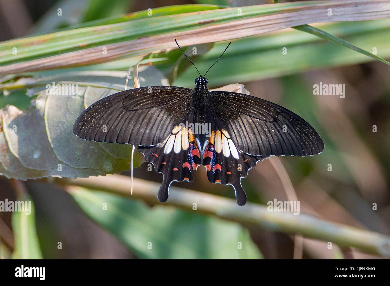 Gemeiner mormon (Papilio polytes) aus dem Kaziranga-Nationalpark, Assam, Nordostindien. Stockfoto