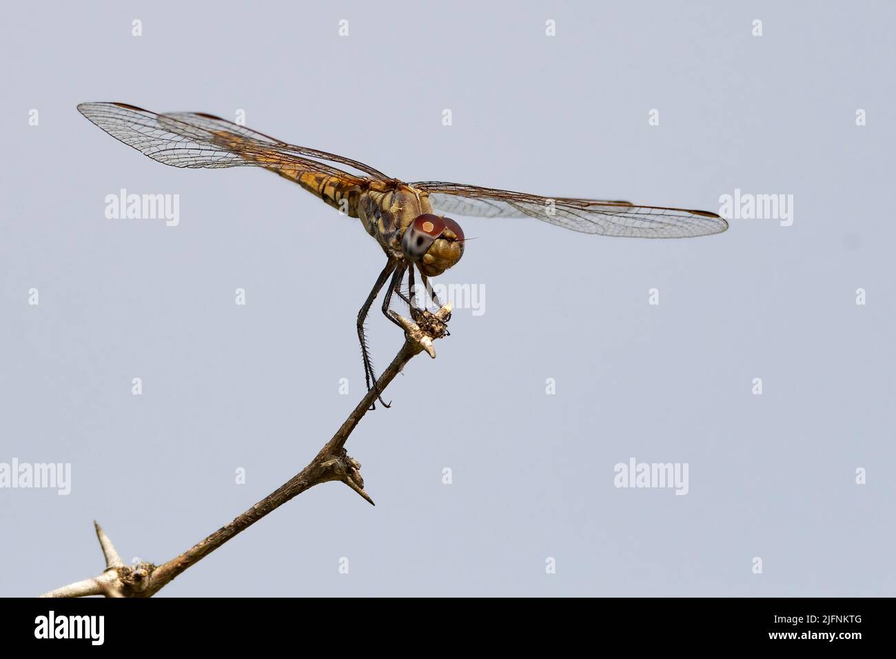 Wahrscheinlich ein unreifer Rotadertropfenflügel (Trithemis arteriosa) aus dem Krüger NP, Südafrika. Stockfoto