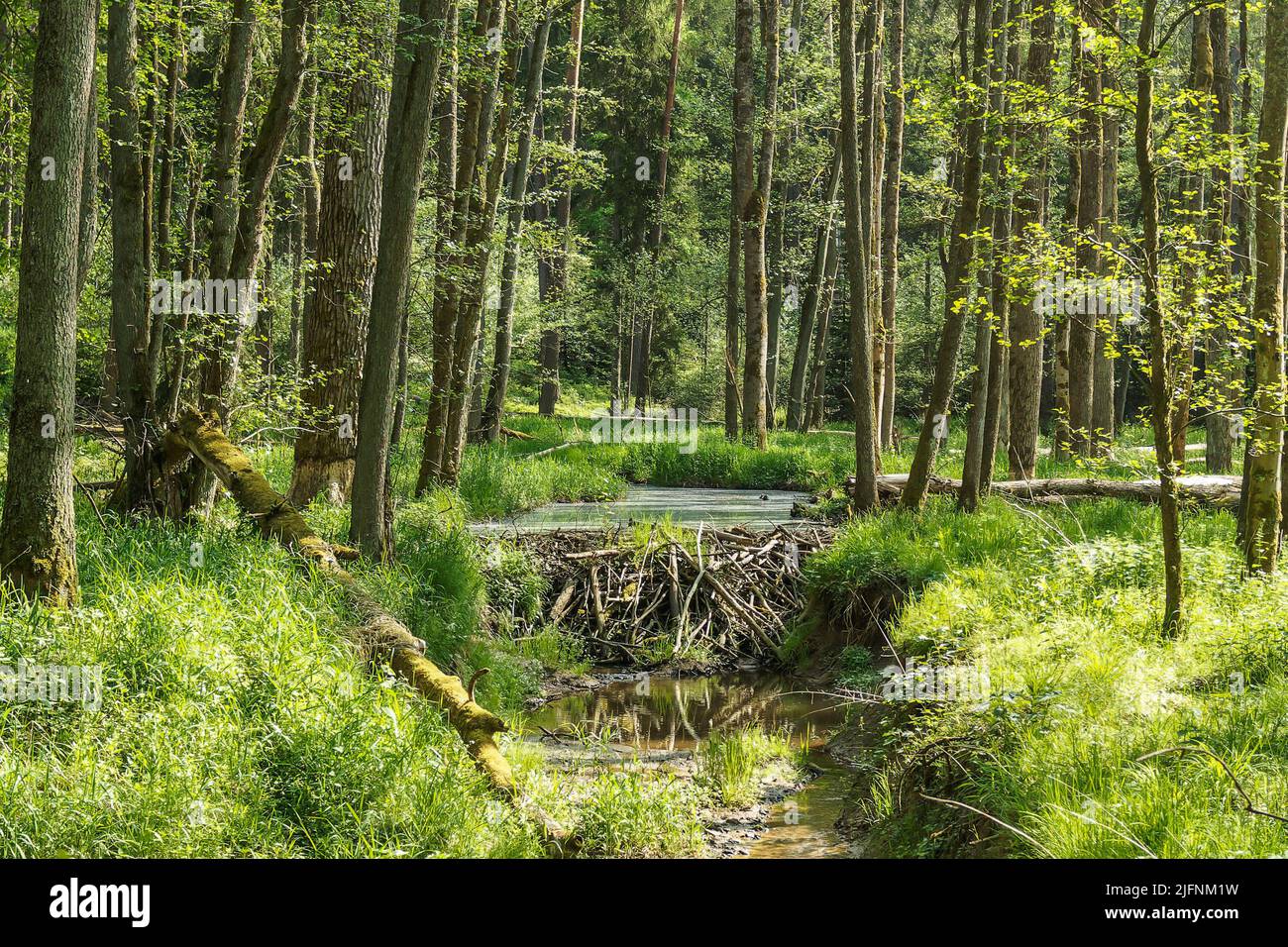 Durch einen Biberdamm gestauter Bach in einem im Sommer lichtdurchfluteten Auenwald Stockfoto