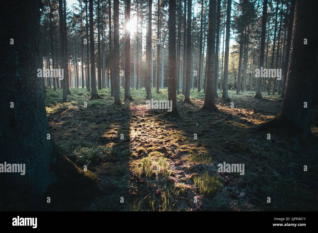 Kiefernwaldlandschaft im Naturpark hohes Venn Eifel Stockfoto