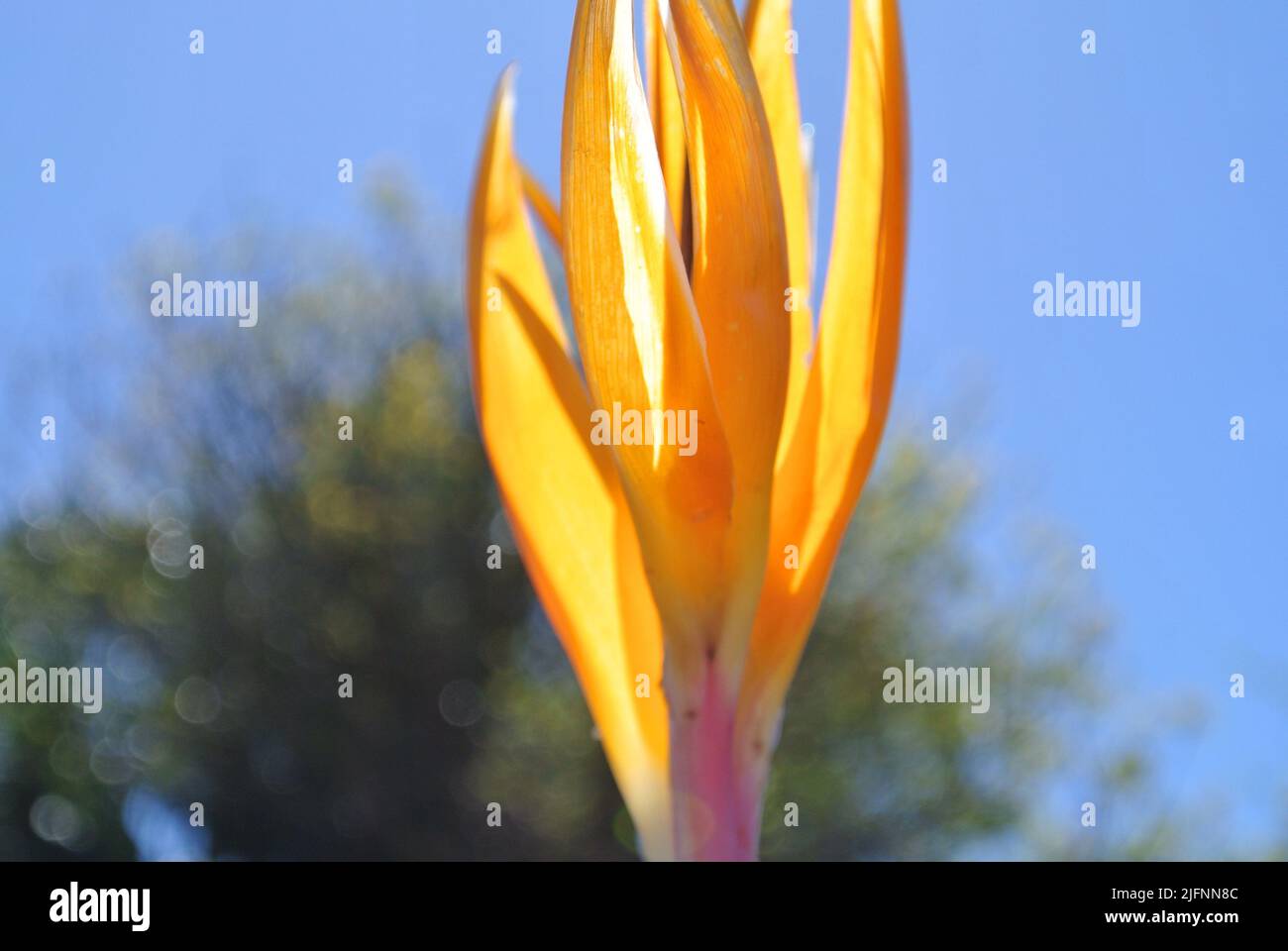 Paradiesvogelblume im Sonnenlicht mit Himmel und Bäumen Hintergrund Stockfoto